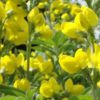 Thermopsis Chinensis